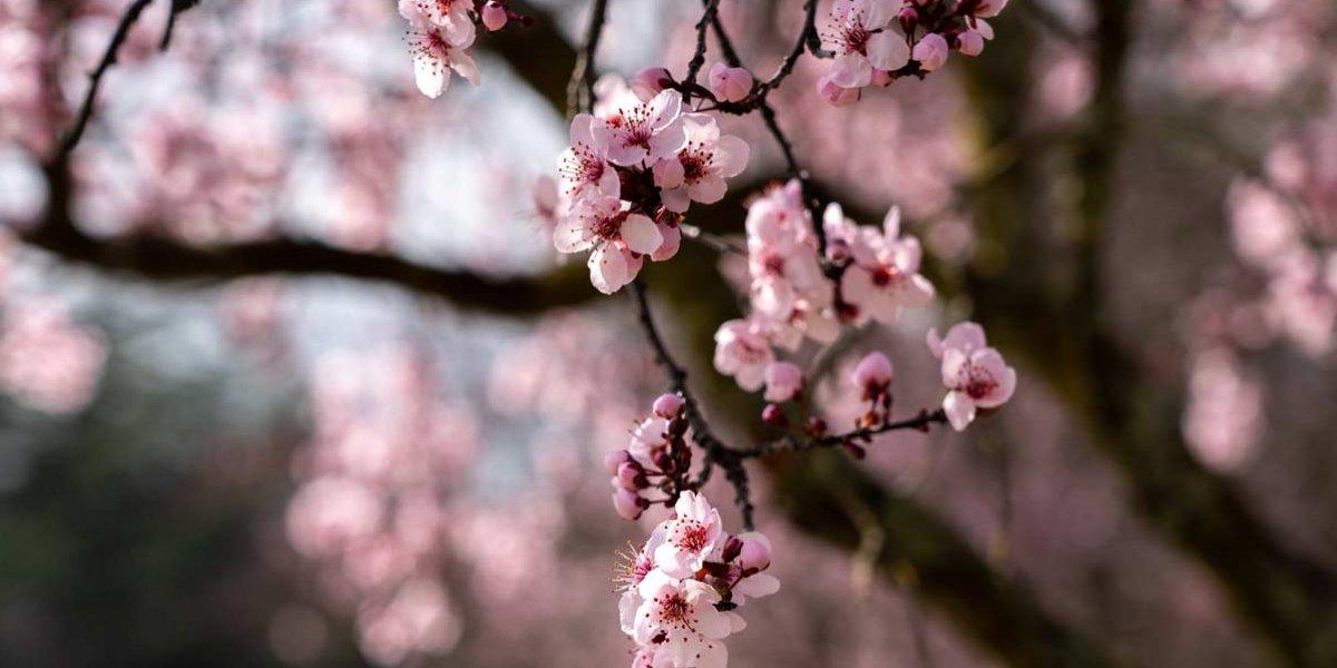 Cherry blossom tree